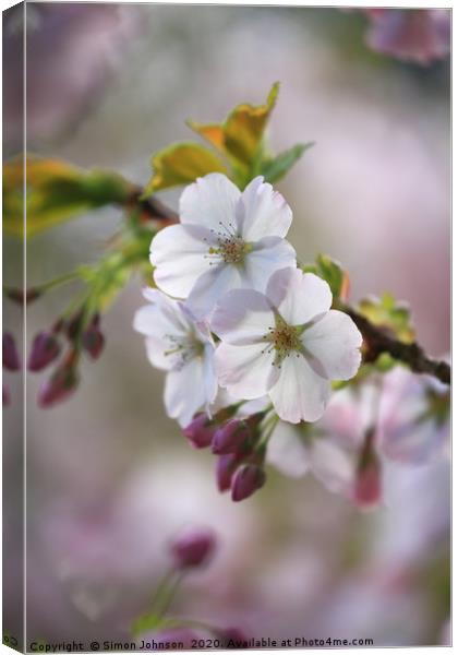  Spring Blossom Canvas Print by Simon Johnson