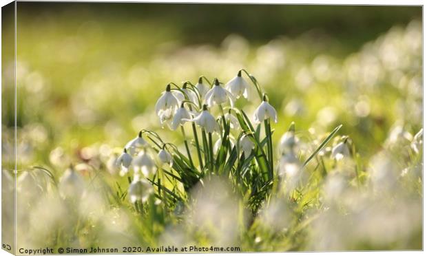 Sunlit Snowdrops Canvas Print by Simon Johnson