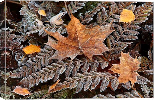 Frosted Ferns and leaves Canvas Print by Simon Johnson