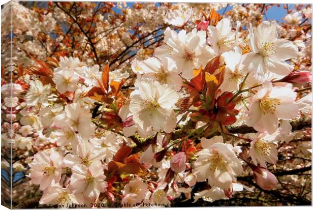 Splash of spring blossom Canvas Print by Simon Johnson