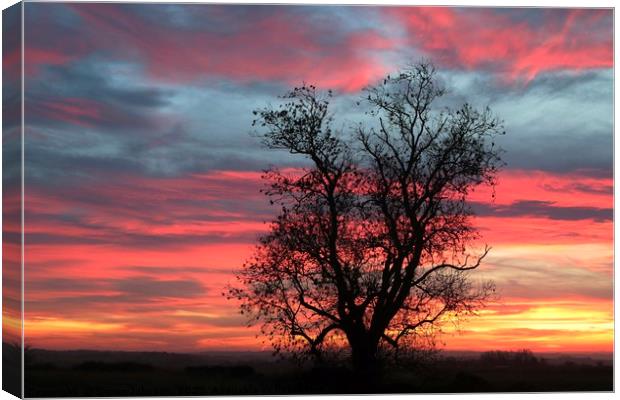 Oak tree at sunrise Canvas Print by Simon Johnson