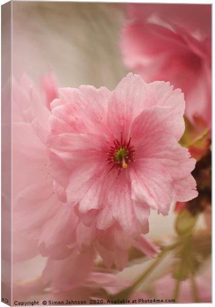 Japanese Cherry Blossom Canvas Print by Simon Johnson