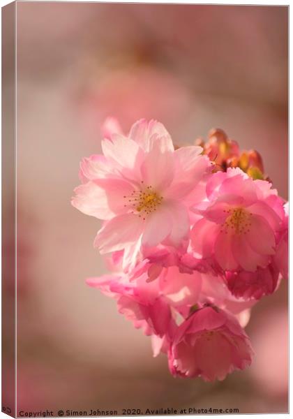 Japanese Cherry Blossom Canvas Print by Simon Johnson