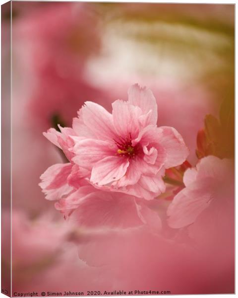 Pink Japanese Cherry Blossom Canvas Print by Simon Johnson