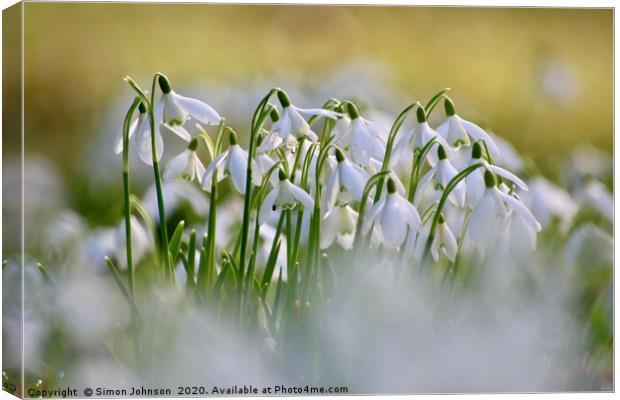 Snowdrops Canvas Print by Simon Johnson