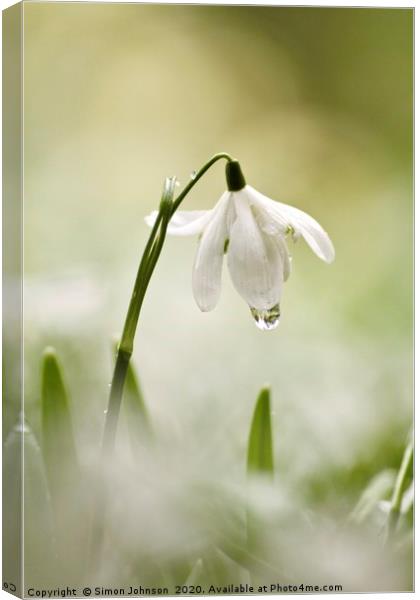 Snowdrop with dew drop Canvas Print by Simon Johnson