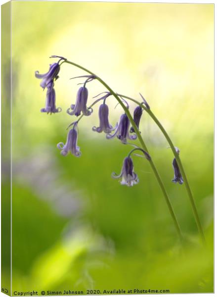 bluebell Canvas Print by Simon Johnson