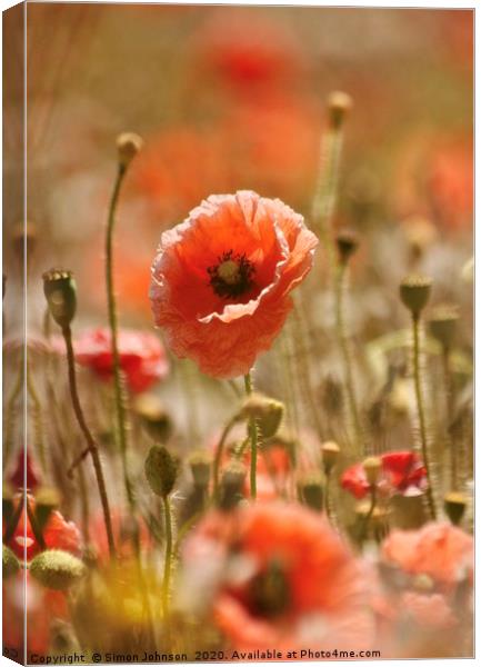 sunlit poppy Canvas Print by Simon Johnson