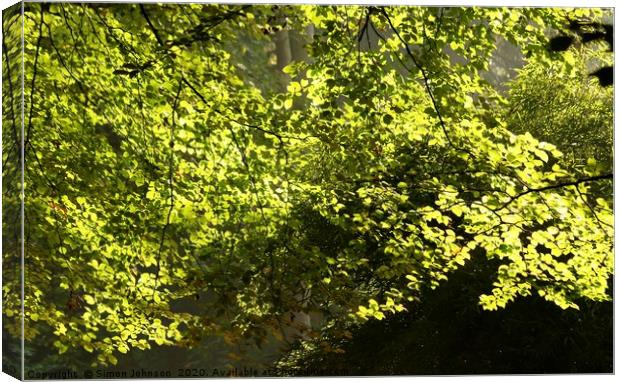Sunlit Spring leaves Canvas Print by Simon Johnson