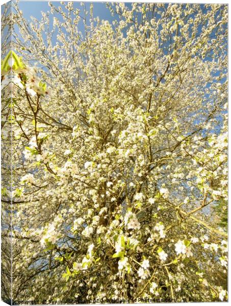 spring Blossom Canvas Print by Simon Johnson