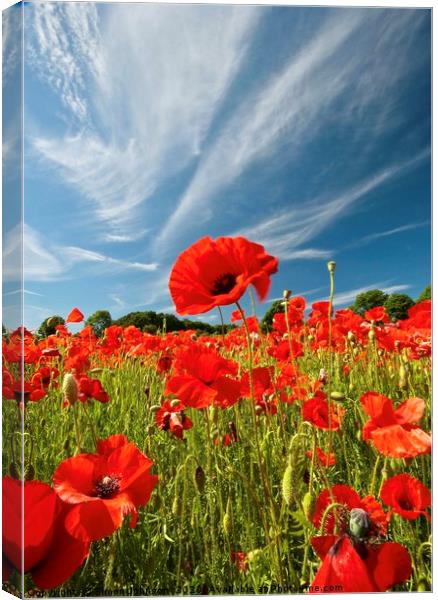 poppies and clouds Canvas Print by Simon Johnson