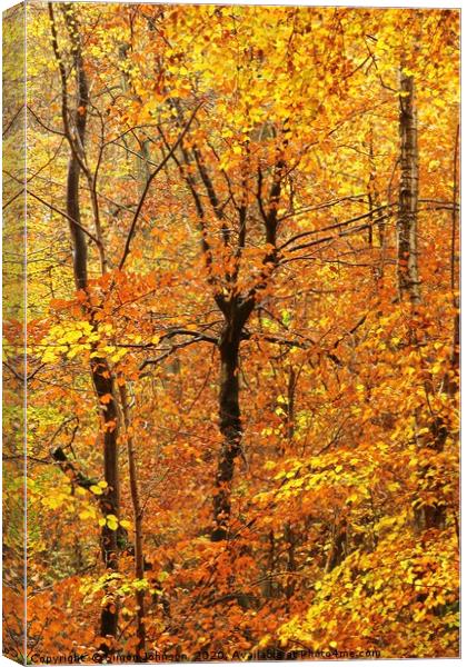 Autumn woodland - Impressionist Canvas Print by Simon Johnson