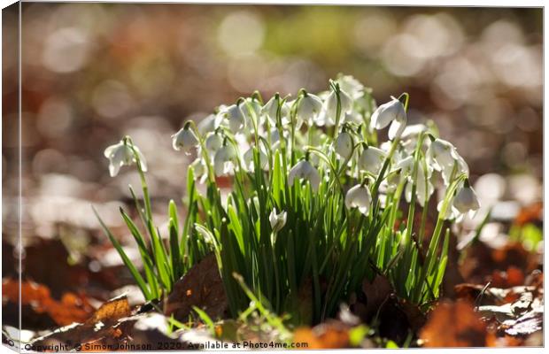  Sunlit Snowdrop cluster Canvas Print by Simon Johnson