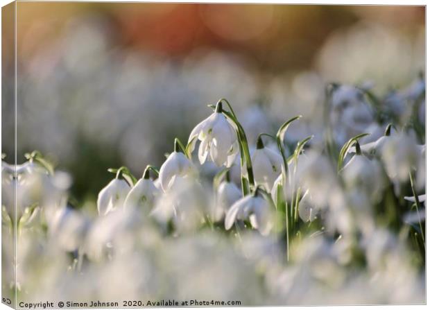 Snowdrops Canvas Print by Simon Johnson