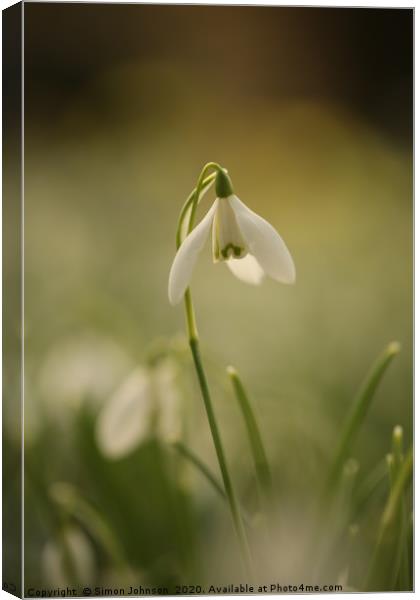 Isolated snowdrop Canvas Print by Simon Johnson