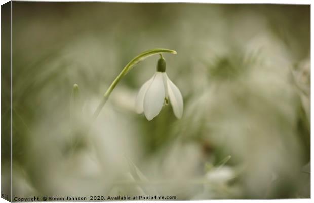 Snowdrop close up Canvas Print by Simon Johnson