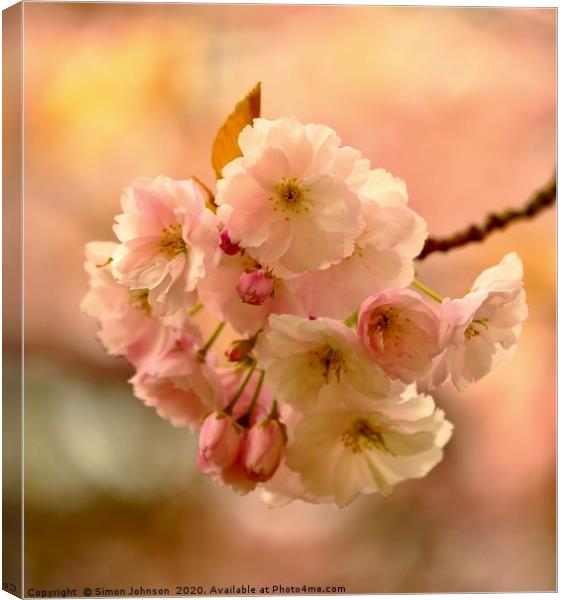 Spring Cherry blossom Canvas Print by Simon Johnson