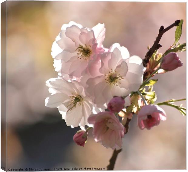 Spring Cherry Blossom Canvas Print by Simon Johnson