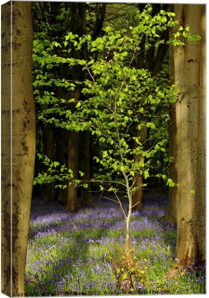 Bluebell wood and Beech tree Canvas Print by Simon Johnson