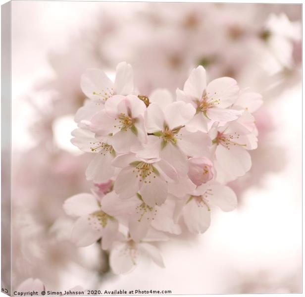 Cotswold Spring blossom Canvas Print by Simon Johnson