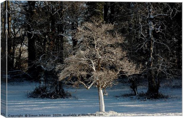 Sunlit frosted tree Canvas Print by Simon Johnson