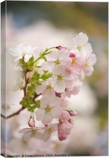 Spring blossom Canvas Print by Simon Johnson