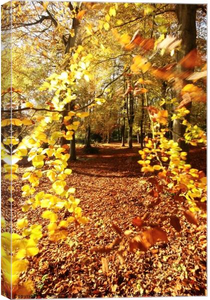 Autumn Woodland Canvas Print by Simon Johnson