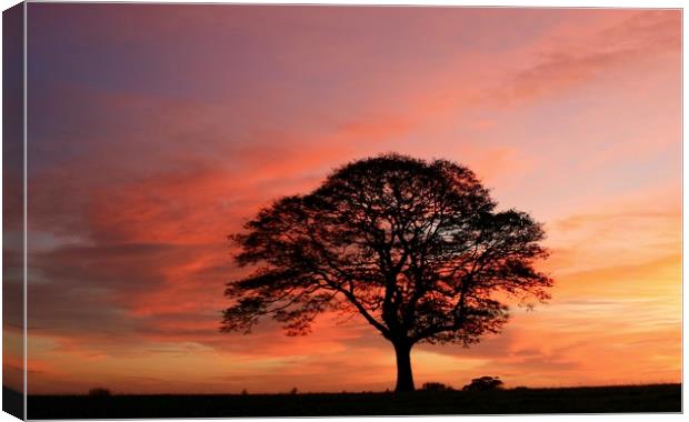 Isolated tree at sunrise Canvas Print by Simon Johnson