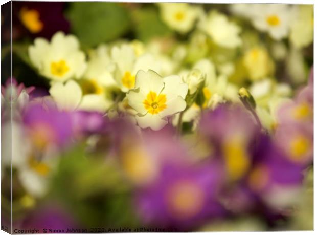 Sunlit Primrose Canvas Print by Simon Johnson