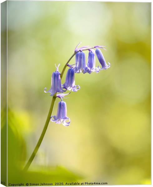 Bluebell Canvas Print by Simon Johnson