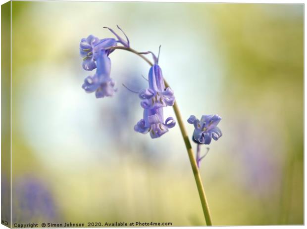 bluebell close up Canvas Print by Simon Johnson