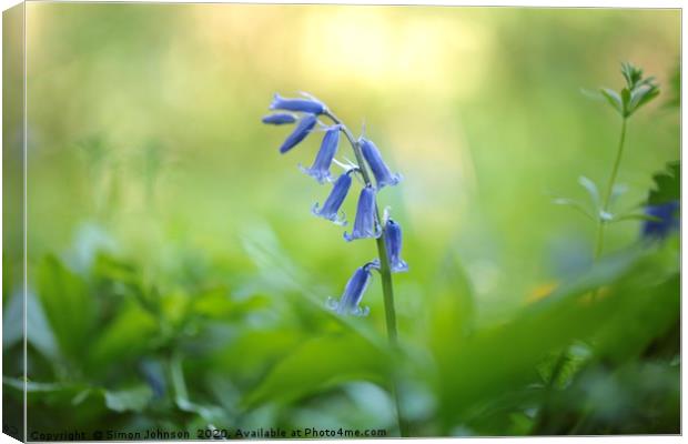 Bluebell Close up Canvas Print by Simon Johnson