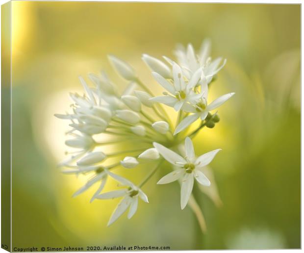 Sunlit garlic flower Canvas Print by Simon Johnson