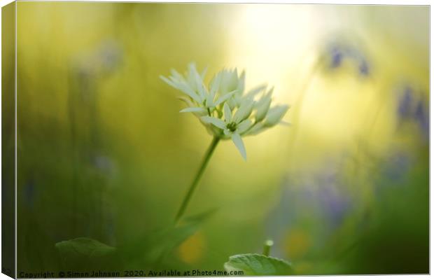 Wild garlic flower Canvas Print by Simon Johnson