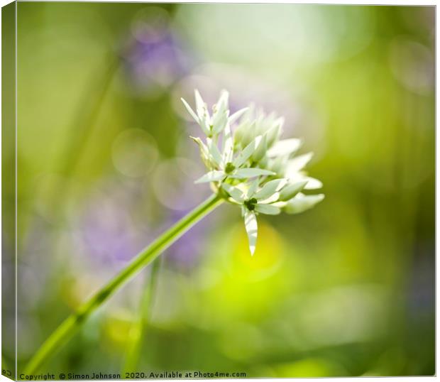 wild garlic flower Canvas Print by Simon Johnson