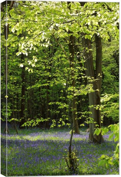 Spring Woodland and bluebells Canvas Print by Simon Johnson