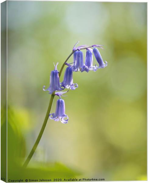 bluebell flower close up Canvas Print by Simon Johnson