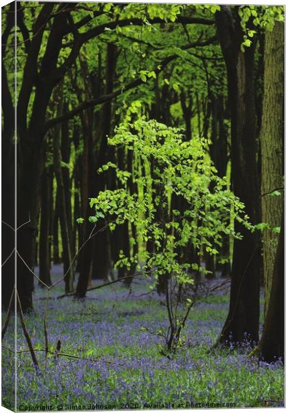 Beech Tree Bluebell Wood Canvas Print by Simon Johnson