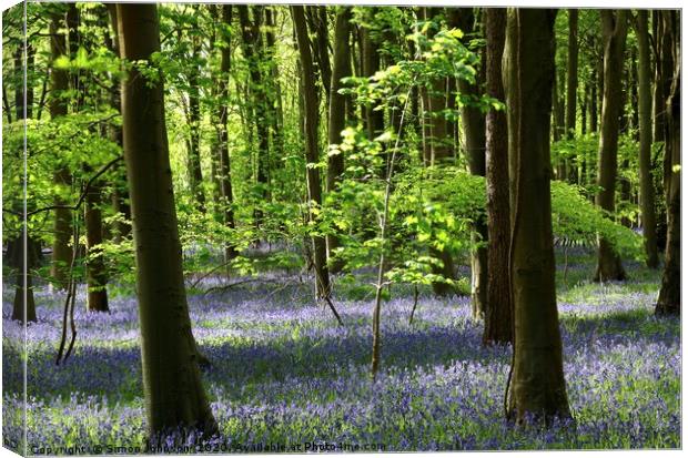 Sunlit Beech tree and bluebell wood Canvas Print by Simon Johnson