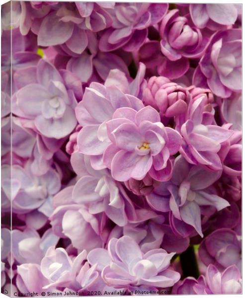 lilac flower Canvas Print by Simon Johnson