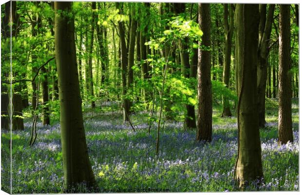 Sunlit beech and bluebell wood, lockdown in paradi Canvas Print by Simon Johnson