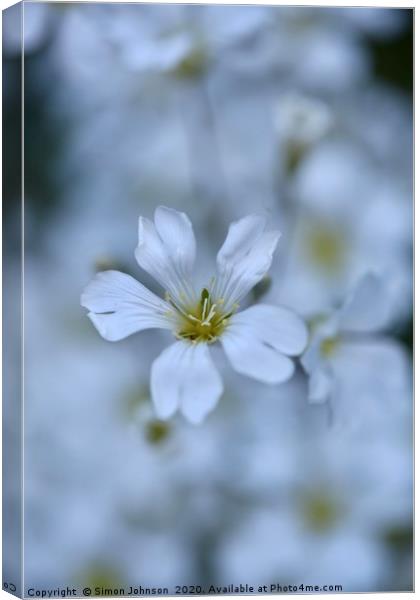 alpine  Flower Cerastium tomentosum Canvas Print by Simon Johnson