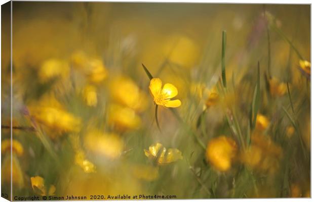 Buttercups in weild flower meadow Canvas Print by Simon Johnson