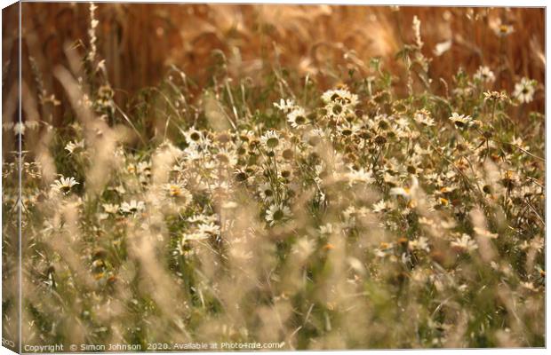 Wind blown daisys in cornfield Canvas Print by Simon Johnson