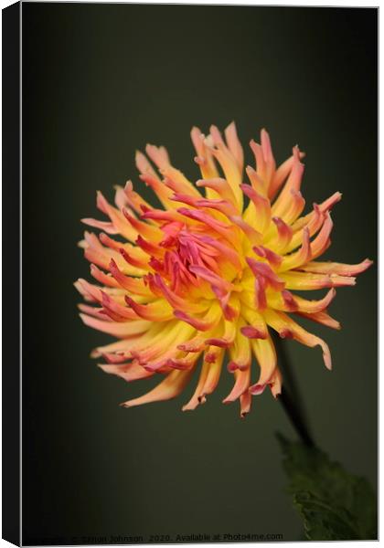 Dahlia Flower Canvas Print by Simon Johnson