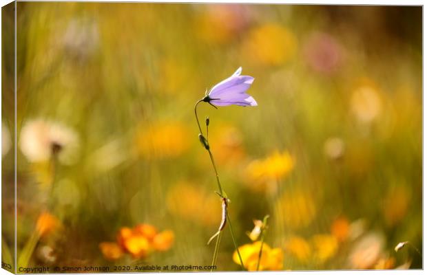 Sunlit harebell flower Canvas Print by Simon Johnson