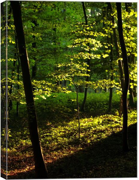 Sunlit tree Canvas Print by Simon Johnson