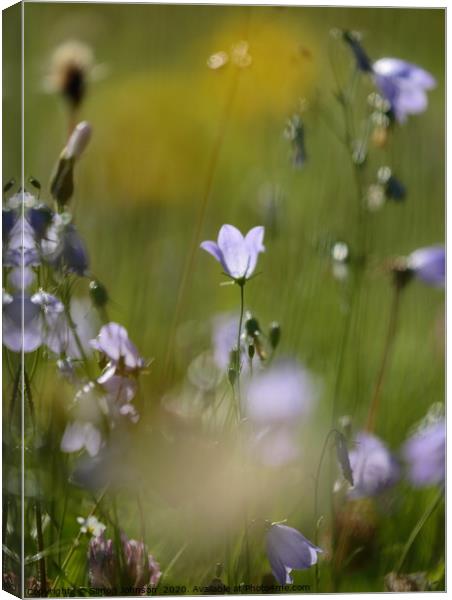 Harebell Canvas Print by Simon Johnson