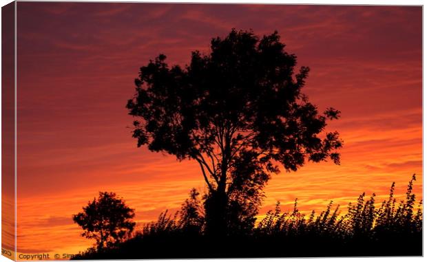 Sunset trees Canvas Print by Simon Johnson