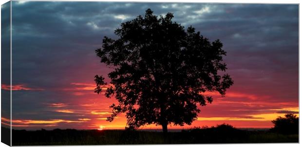 Tree silhouette and sunrise Canvas Print by Simon Johnson
